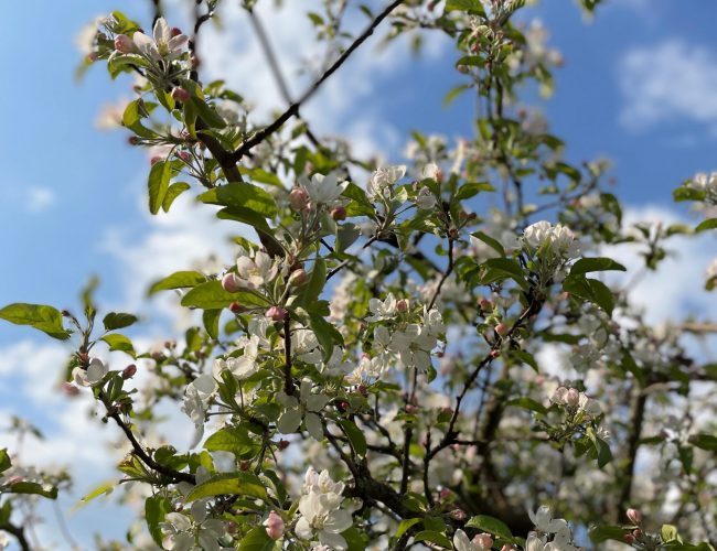 Apfelblüte Bild Förster privat