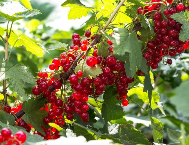 johannisbeeren124_v-contentxl